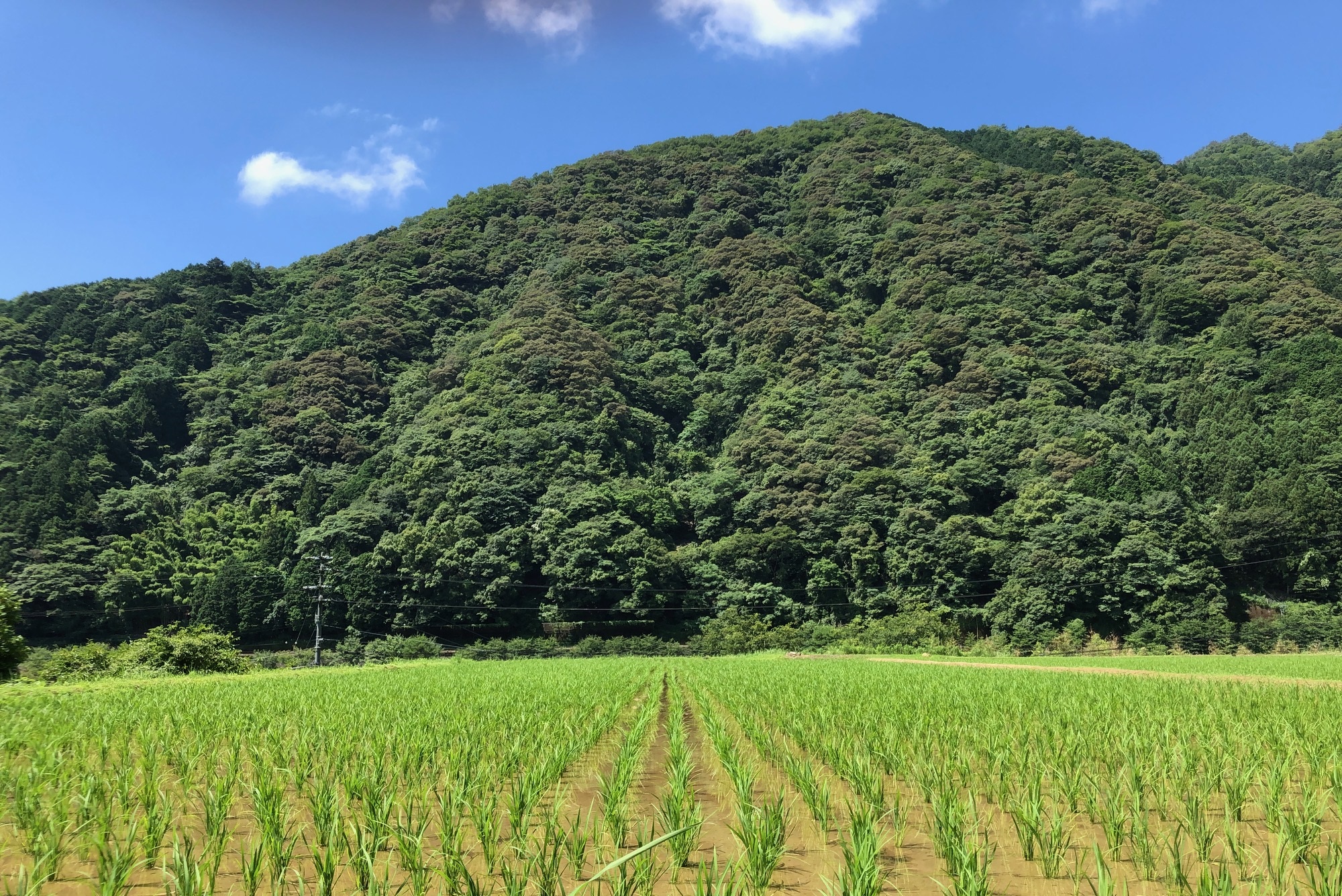 柑橘の実る風景